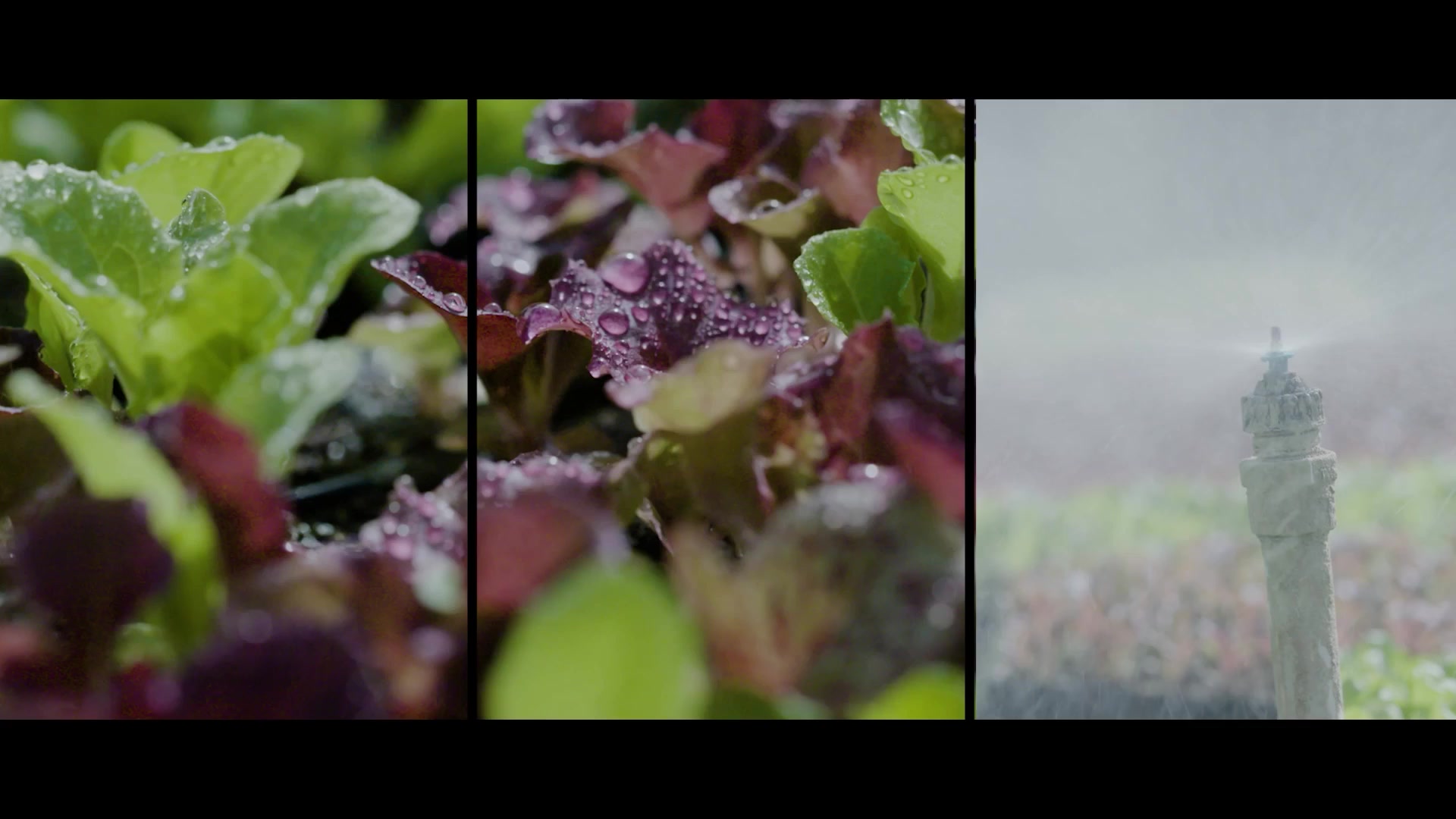 Cinematography and editing demo reel